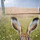 Illustration for article titled Our favorite photographs from this years BBC Camera-trap Photo of the Year competition